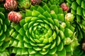 Top view. Collection of succulents in pots. Minimalistic home interior with composition of cactus and succulents