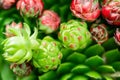 Top view. Collection of succulents in pots. Minimalistic home interior with composition of cactus and succulents