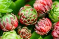 Top view. Collection of succulents in pots. Minimalistic home interior with composition of cactus and succulents