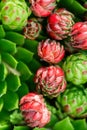 Top view. Collection of succulents in pots. Minimalistic home interior with composition of cactus and succulents