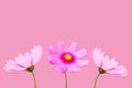 Top view, Collection three cosmos flower violet and white color flower blossom blooming isolated on pink background for stock