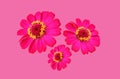 Top view, Collection three pink color zinnia flower blossom blooming isolated on pink background for stock photo, house plants,