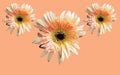 Top view, Collection three white orange chrysanthemums flower blossom blooming  isolated on pastel red background for stock photo Royalty Free Stock Photo