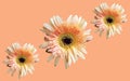 Top view, Collection three white orange chrysanthemums flower blossom blooming  isolated on pastel red background for stock photo Royalty Free Stock Photo