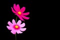 Top view, Collection two cosmos flower violet color flower blossom blooming isolated on black background for stock photo, Royalty Free Stock Photo