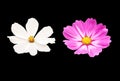 Top view, Collection two cosmos flower violet and white color flower blossom blooming isolated on black background for stock photo Royalty Free Stock Photo