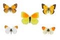 Top view of Collection of whites butterflies  pieridae species on white background Royalty Free Stock Photo