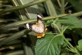 Top view on a colorful butterfly with half open wings in a greenhouse in emsbÃÂ¼ren emsland germany Royalty Free Stock Photo