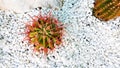 Top view of colorful cactus on white gravel or pebble and stone or rock with copy space. Royalty Free Stock Photo