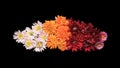 Top view of colorful chrysanthemums on dark background