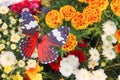 Top view colorful decorative artificial red with white and black striped butterfly patterns in garden flowers natural for Royalty Free Stock Photo