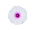 Top view colorful flowers of Ipomoea aquatica or morning glory blooming herbaceous plant convolvulaceae herbaceous plant ,