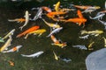 Top view of colorful Japanese Koi Fish swimming Royalty Free Stock Photo