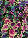 Top view colorful leaves of Painted Nettle Coleus Blumei background and textured in the ornamental garden in Thailand. Royalty Free Stock Photo