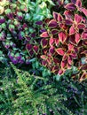 Top view colorful leaves of Painted Nettle Coleus Blumei background and textured in the ornamental garden in Thailand. Royalty Free Stock Photo