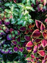 Top view colorful leaves of Painted Nettle Coleus Blumei background and textured in the ornamental garden in Thailand. Royalty Free Stock Photo