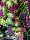 Top view colorful leaves of Painted Nettle Coleus Blumei background and textured in the ornamental garden in Thailand. Royalty Free Stock Photo