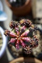 Top view of colorful mihanovichii gymnocalycium cactus