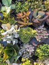 Colorful miniature desert succulent plants