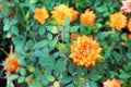 Top view colorful orange or yellow rose blooming and bud with green leaves in garden Royalty Free Stock Photo