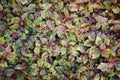 Top view of Colorful ornamental leaves of Caladium or Angel Wings or Heart of Jesus and elephant ear , The tropical foliage plant