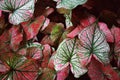 Top view of Colorful ornamental leaves of Caladium or Angel Wings or Heart of Jesus and elephant ear , The tropical foliage plant