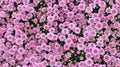 Top view colorful pink chrysanthemum flowers large group blooming in garden ,nature background Royalty Free Stock Photo