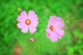 Top view colorful pink cosmos flowers blooming in garden for background Mexican Aster Royalty Free Stock Photo