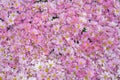 Top view colorful pink and white chrysanthemums flowers blooming with yellow pollen patterns for texture or background, Royalty Free Stock Photo