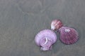 Top view of colorful shells on dark sandy on the tropical beach for background. Royalty Free Stock Photo