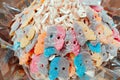 colorful sugar marmalade in the form of a skull and crossbones in the window of a candy store