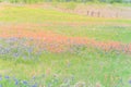 Texas Bluebonnet and Indian paintbrush blossom in rural Texas, U