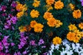 Top view of colourful flower bed Royalty Free Stock Photo