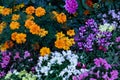 Top view of colourful flower bed Royalty Free Stock Photo