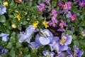 Top view of colourful pansies in a suburban garden. Photographed in April.