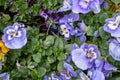 Top view of colourful pansies in a suburban garden. Photographed in April.