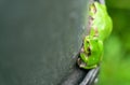 Top View of Comfortable Face for Japanese Tree Frog Royalty Free Stock Photo