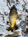 Top view common carp Eurasian carp or European carp on snowy bank of Grapevine Lake, Texas, USA with sunny clear blue-sky Royalty Free Stock Photo