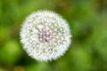 Top view of a common dandelion Taraxacum officinale , a flowering herbaceous perennial plant of the family Asteraceae Royalty Free Stock Photo