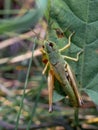 Top view of common green grasshopper female. Omocestus viridulus sitting on the leaf Royalty Free Stock Photo