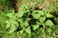 Top view of Common nettle or Urtica dioica flowering plant with soft hairy green leaves growing as small bush in public park Royalty Free Stock Photo