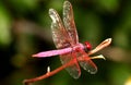 Top View of Common Parasol (Neurothemis Fluctuans) on The Plant