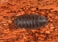 Top view of a Common rough woodlouse isolated on a red background Royalty Free Stock Photo