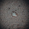 Top view of a common slipper shell species of medium-sized sea snail shell on the sandy beach