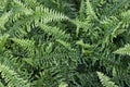 Top view of Common sword fern, Boston fern or Nephrolepis exaltata L. Schott cv. Bostoniensis in the garden. Royalty Free Stock Photo