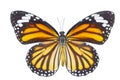 Top view of common tiger butterfly Danaus genutia on white