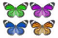 Top view of common tiger butterfly & x28; Danaus genutia & x29; on white