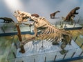 Top view of a complete skeleton of a Megaterium Megatherium, a large ground sloth,