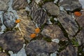 Top view of concrete floor with colorful granite stone, cement floor of garden path way or patio decorated with various color and