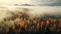 Top view of coniferous forest in autumn at sunset with fog, sunset, God Rays, autumn, drone view Royalty Free Stock Photo